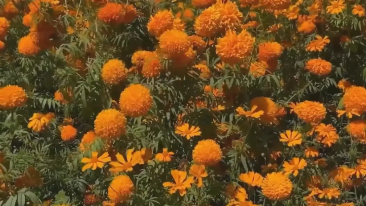 Cúc vạn thọ Mexico chào đón Lễ hội 'Ngày của người chết'